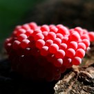 Trứng Ốc - snail eggs 